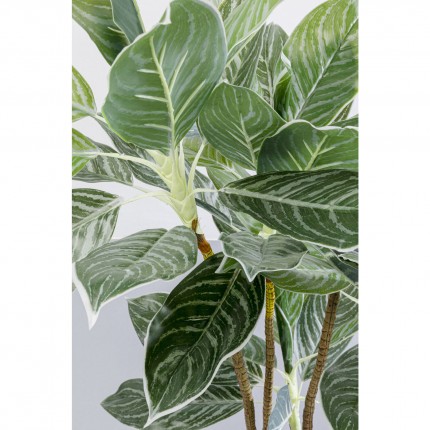 Decoratie plant Calathea 140cm Kare Design