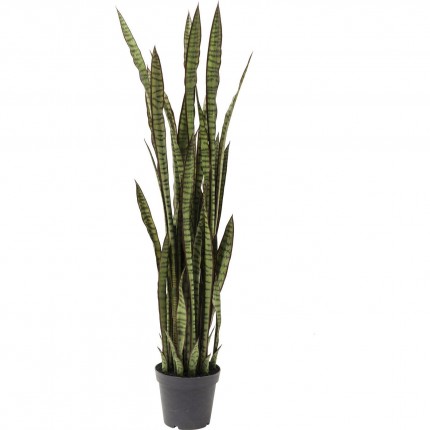 Decoratie Plant Sansewieria 155cm Kare Design