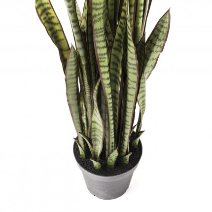 Decoratie Plant Sansewieria 155cm Kare Design